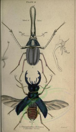 insects-01225 - 019-chiasognathus, lucanus [2252x3864]