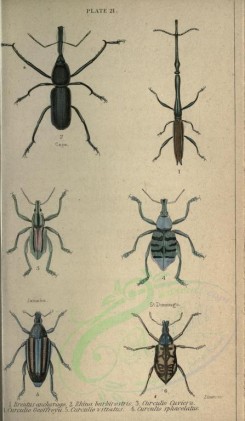insects-01228 - 022-brentus, rhina, curculio [2252x3864]