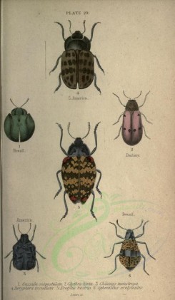 insects-01236 - 030-cassida, clythra, chlamys, doryphora, erotylus, spheniscus [2252x3864]