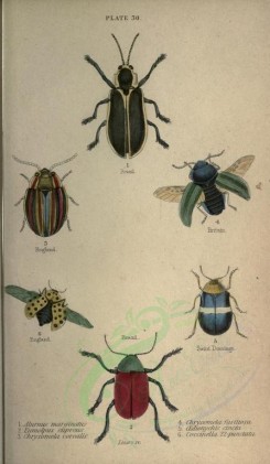insects-01237 - 031-alurnus, eumolpus, chrysomela, oedionychis, coccinella [2252x3864]