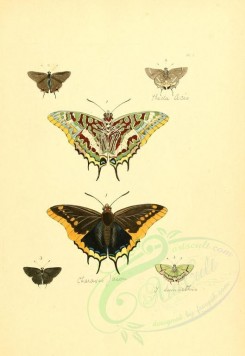 insects-01238 - v1-01-nymphalis, papilio, thecla [2223x3223]