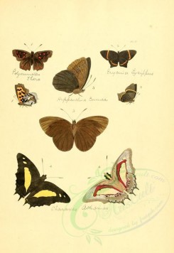 insects-01239 - v1-02-polyommatus, erycina, hipparchia, nymphalis, charaxes [2223x3223]