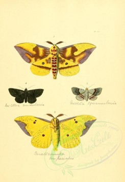 insects-01246 - v1-09-ceratocampa, noctua [2223x3223]