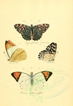 insects-01247 - v1-10-nymphalis, pieris, iphias [2223x3223]