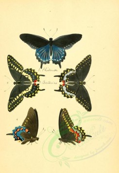 insects-01248 - v1-11-papilio [2223x3223]