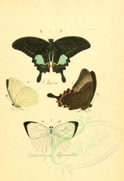 insects-01249 - v1-12-papilio, colias, callidryas [2223x3223]