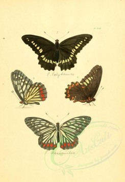 insects-01254 - v1-17-papilio, nymphalis [2223x3223]
