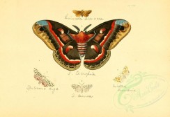 insects-01255 - v1-18-limacodes, saturnia, spilosoma, noctua, acontia [3214x2223]