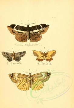 insects-01257 - v1-20-erebus, noctua, geometra, angerona [2223x3223]