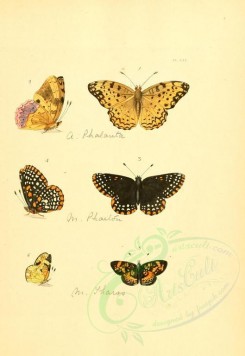 insects-01258 - v1-21-argynnis, melitaea [2223x3223]