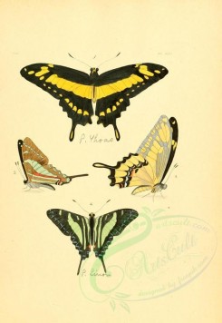 insects-01259 - v1-22-papilio [2223x3223]