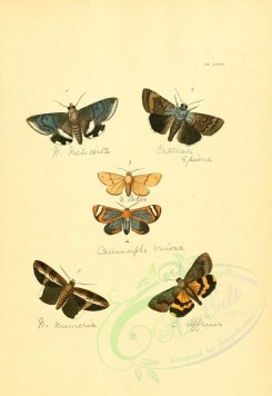 insects-01260 - v1-23-noctua, catocala, callimorpha [2223x3223]