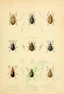 insects-01562 - 011-lichenophagus, scoliocerus, apion, echinosoma, auletes, xenorchestes, bruchus [2371x3472]