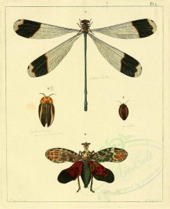 insects-03598 - 011-libellula, blatta, fulgora [1980x2433]