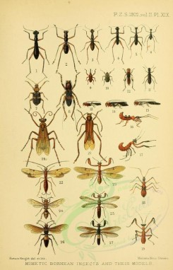 insects-05455 - 001-tricondyla, condylodera, collyris, pheropsophus, gryllacris, alcides, issus, sclethrus, psebena, oberea, salius, nothopeus, bracon, mantispa, polistes [2027x3161]