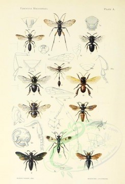 insects-10576 - 008-mutilla, scolia, pseudagenia, ceropales, cerceris, ischnogaster, halictus, anthidium, celioxys, melipona [2326x3420]