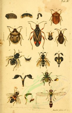 insects-17736 - oniscus, cimex, coreus, lygaeus, stratiomys, ceria, syrphus [1562x2463]