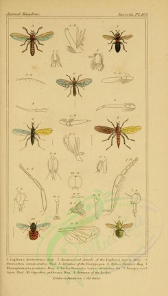 insects-17898 - 079-laphria, ommatius, hybos, rhamphomyia, tachydromyia, panops, ogeodes [1816x3206]