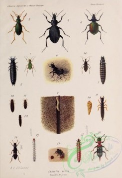 insects-19103 - cicindela, carabus, procrustes, tarsostenus, reduvius