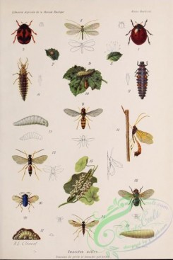 insects-19104 - coccinella, novius, hemerobus, syrphus, apanteles