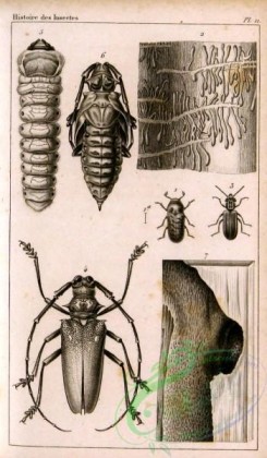 insects_bw-00305 - 001-hylesinus, cucujus, batocera, cerambyx