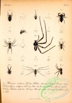 insects_bw-00337 - 007-pleuromma, uloborus, drassus, olios, lycosa, dendrolycosa, hersilia, theridion