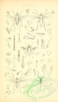 insects_bw-00815 - 004-hybos, platypalpus, drapetis, elaphropeza, chersodromia, tachydromia, phyllodromia, hemerodromia