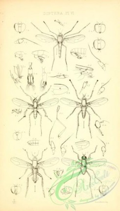 insects_bw-00816 - 005-psilopus, sybistroma, dolichopus, orthochile, hydrophorus, campsicnemus, thinophilus, rhaphium