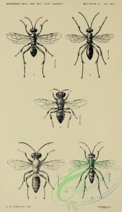 insects_bw-01161 - 006-agenia, salius, oxybelus, tachytes, aporus