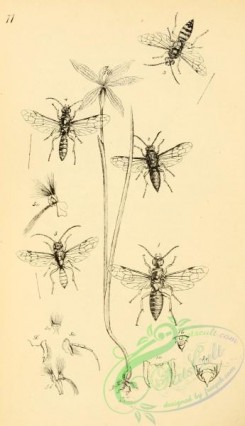 insects_bw-01529 - 078-Longicorn Beetles, lamia