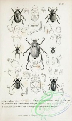insects_bw-01869 - 032-chrysophora, rutela, macraspis, chasmodia, ometis, pachypus, amblyteres