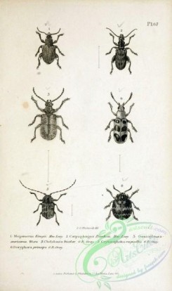 insects_bw-01896 - 059-megamerus, carpophagus, goniopleura, chelobasis, crytocephalus, doryphora