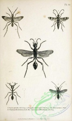 insects_bw-01901 - 064-pepsis, pompilius, podium, camptognatha, apterogyna