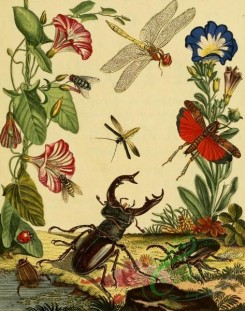 insects_life_scenes-00076 - 001-Beetles, Scarabaeus, Dragonfly