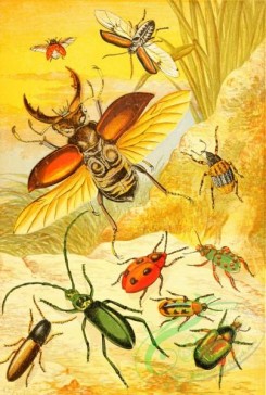 insects_life_scenes-00102 - Coleoptera, cicindela, cetonia, crioceris, aromia, elater, cryptorhyncus, endomychus, altica, lucanus, coccinella