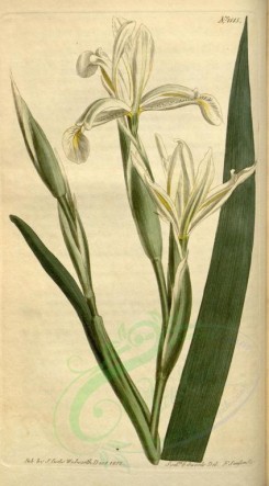 iris-00053 - 1515-iris spuria stenogyna, Cream-coloured Bastard-Iris [1851x3341]