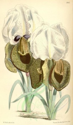 iris-00068 - 5847-iris iberica, Iberian Iris [1979x3394]