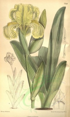 iris-00110 - 7701-iris obtusifolia [2167x3568]