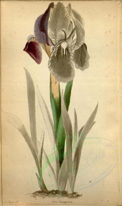 iris-00191 - iris hungarica [1525x2554]