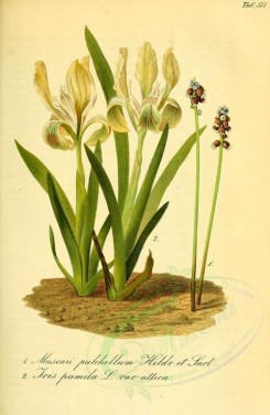 iris-00200 - muscari pulchellum, iris pumila [2243x3440]