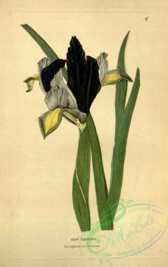 iris-00218 - iris xiphium mestrius