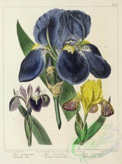 iris-00240 - German Iris, Various coloured Iris, Variegated Iris, iris germanica, iris versicolor, iris variegata