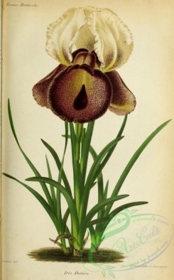 iris-00246 - iris iberica