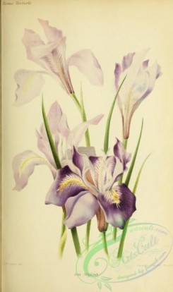 iris-00250 - iris stylosa