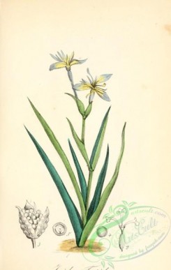 iris-00254 - gladiolus foetidus, iris foetidissima