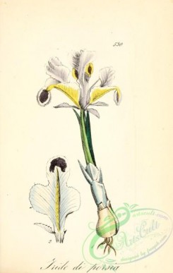 iris-00256 - iris persica