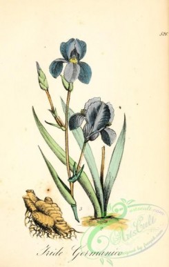 iris-00257 - iris vulgaris, iris germanica