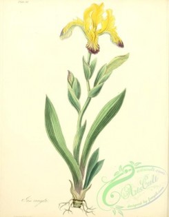 iris-00261 - Variegated Iris, iris variegata