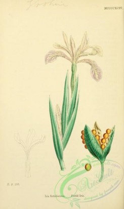 iris-00262 - Foetid Iris, iris foetidissima