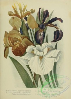 iris-00267 - Tall Bearded Flag Iris, Tall Beardless Flag Iris, Japanese Flag Iris, iris juncea, iris monspur, iris variegata, iris kaempferi